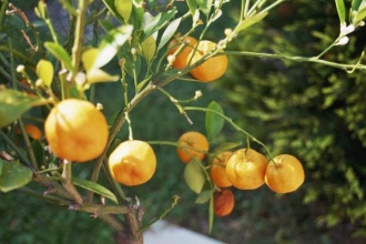 <span>Garten & Pool</span>