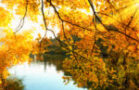 Herbstsonne am Rhein