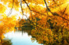 Herbstsonne am Rhein